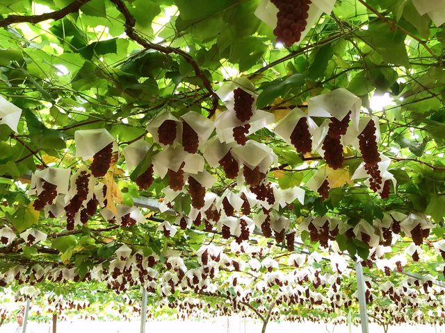 たっくさんのこのぶどうの下にテーブルやお座敷があり、ゆっくり食べられます。_柴久園