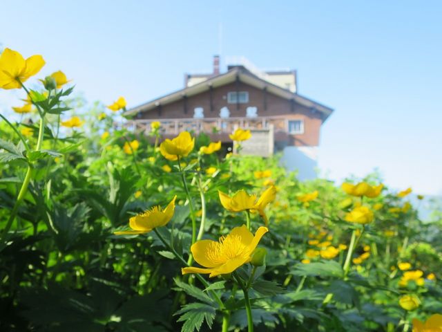 黄色の雌阿寒キンバエが一面に咲いてます_大雪山層雲峡・黒岳ロープウェイ