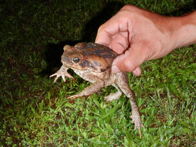 カエルを捕まえてくれました!_フィールドツアーいすら