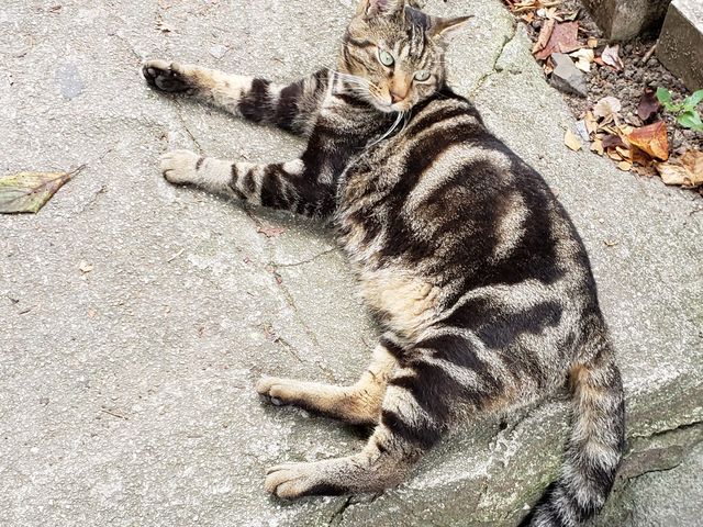 猫の細道