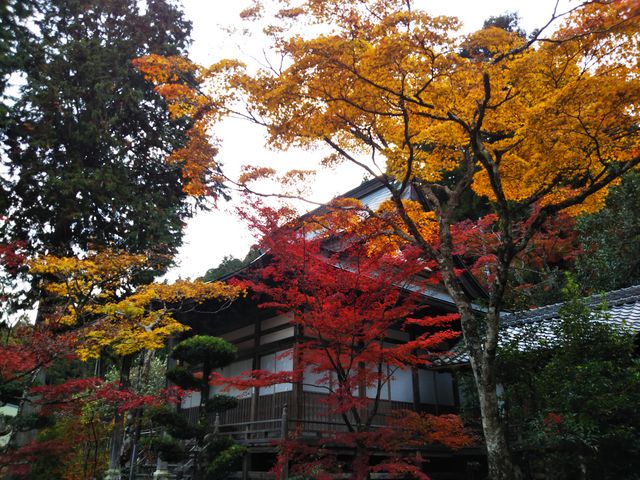 やんまあさんの金剛城寺の投稿写真1