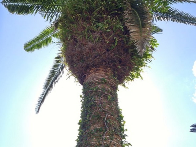 共生植物が付いて面白い形になったヤシの木_奄美大島紬村