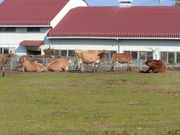 やんまあさんの共進ファミリー牧場の投稿写真1