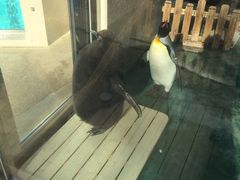 下田海中水族館の写真1