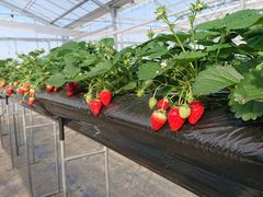 エルちゃんさんのヘレナ・ストロベリーランドへの投稿写真1