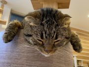 ゆみたんさんの猫カフェ ごろーにゃの投稿写真1