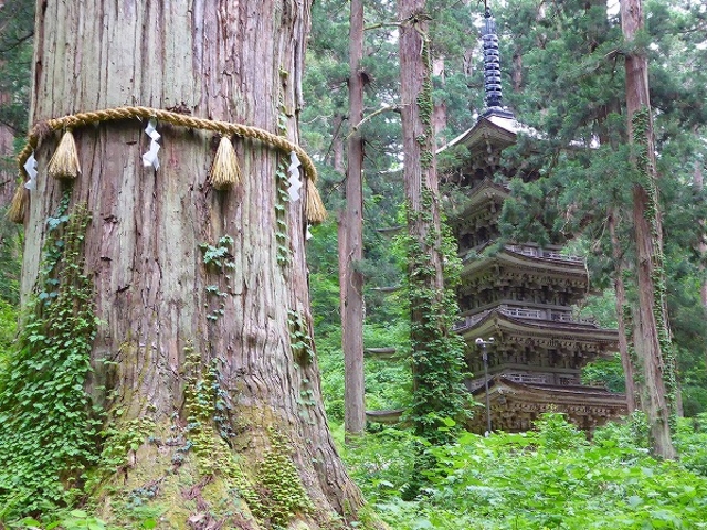 山形県・鶴岡市・羽黒山爺杉_羽黒山爺杉