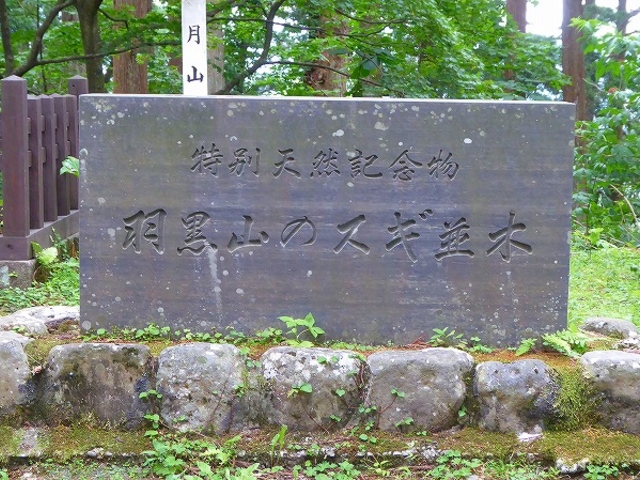 山形県・鶴岡市・羽黒山爺杉_羽黒山爺杉