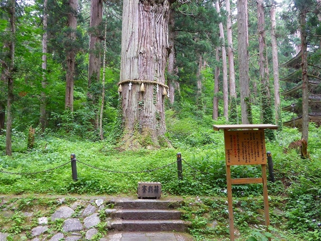 山形県・鶴岡市・羽黒山爺杉_羽黒山爺杉