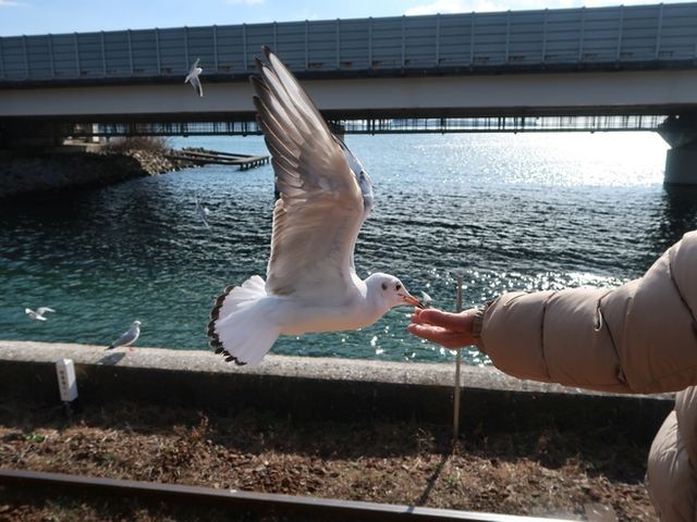 ゆりかもめ1_浜名湖佐久米駅 〜ゆりかもめ舞う駅〜