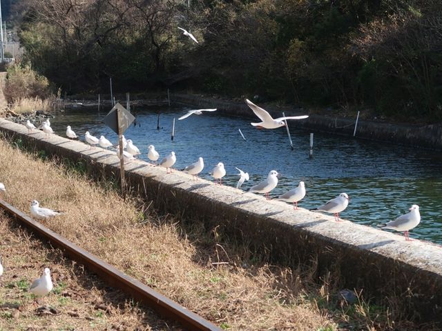 ゆりかもめ2_浜名湖佐久米駅 〜ゆりかもめ舞う駅〜