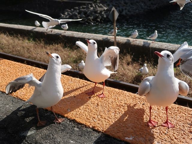ゆりかもめ3_浜名湖佐久米駅 〜ゆりかもめ舞う駅〜