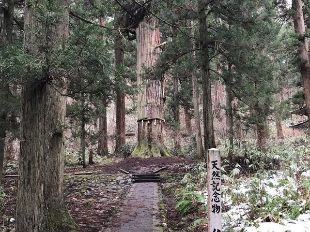 雪が無い。_羽黒山爺杉