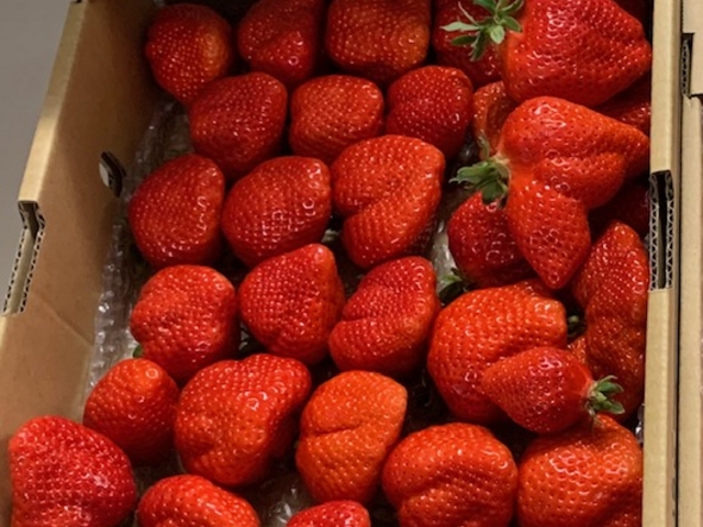 あまくておいしかった_元気farm