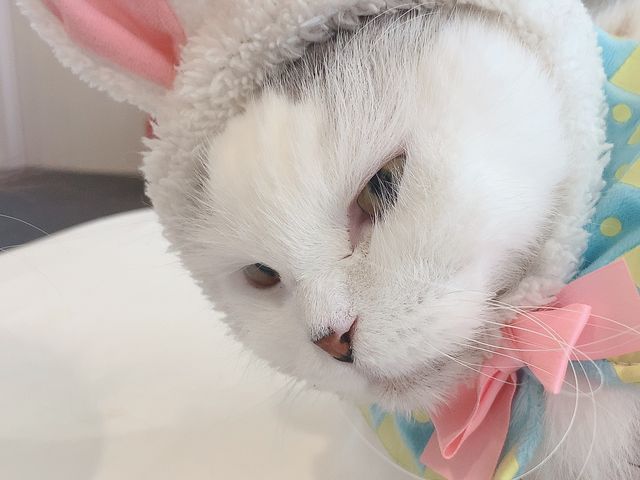 うさぎさんの被り物を装着した瞬間のこの表情に笑いが止まりませんでした。可愛すぎました!_猫カフェ 猫家 川越店
