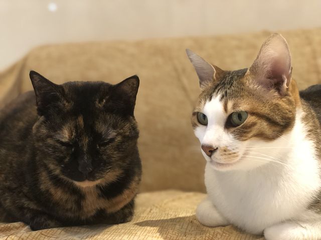 くつろぎタイム_保護っ子ふれあいカフェ MOKOん家