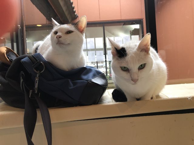 カバンもついでに温めて(?)くれました_保護っ子ふれあいカフェ MOKOん家
