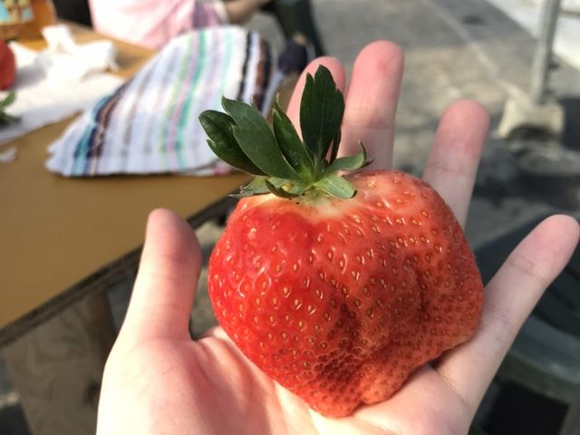 赤くて大きいイチゴ_観光農園ラ・フレーズ