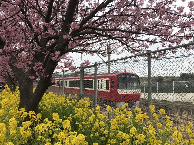 京浜急行と河津桜_京急三浦海岸駅