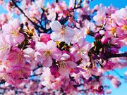 桜さんのすみよし河津桜の投稿写真2