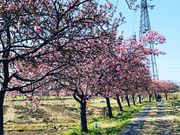 桜さんのすみよし河津桜の投稿写真3