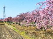 桜さんのすみよし河津桜の投稿写真5