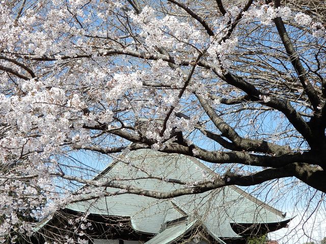 桜が綺麗でした_星谷寺