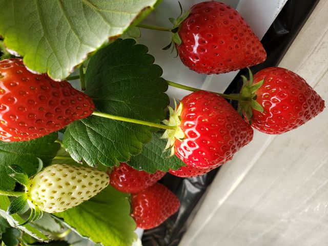 真っ赤でとってもジューシーでしたよ♪_コンドウ農園