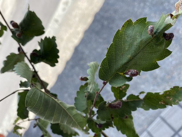 ケヤキの葉についていた卵?
これは、害虫ですか?_名和昆虫博物館