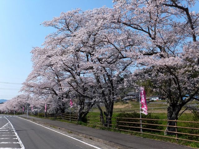 約300mの桜並木は、満開時期には見応えあります。_下野川の桜並木