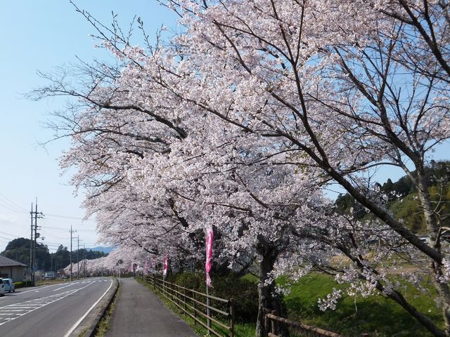 隣りに県道134号が通っています。_下野川の桜並木
