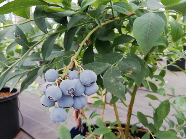 たわわに実ったブルーベリー_ブルーベリーファームしまばら