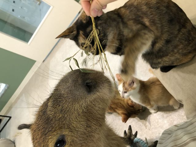 たわしくんにおやつあげました。_カピバラふれあいと里親募集型ねこカフェ「カピねこカフェ」