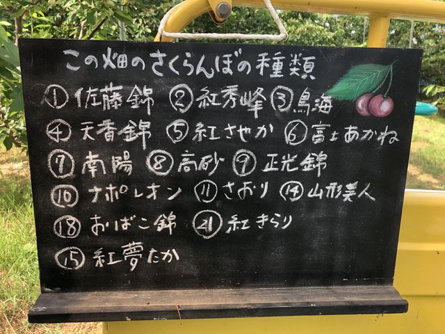 沢山の種類のさくらんぼが頂けました_果物農家 白山園