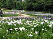 とくちゃんさんのしらさぎ森林公園の投稿写真3