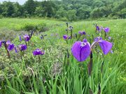 hijikigokeさんの玉原湿原遊歩道の投稿写真1