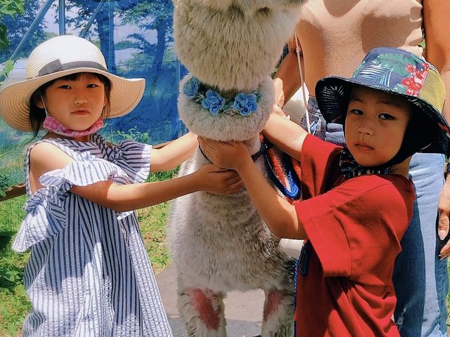 園内にてアルパカのお散歩
孫は初体験のアルパカ_八ヶ岳アルパカ牧場