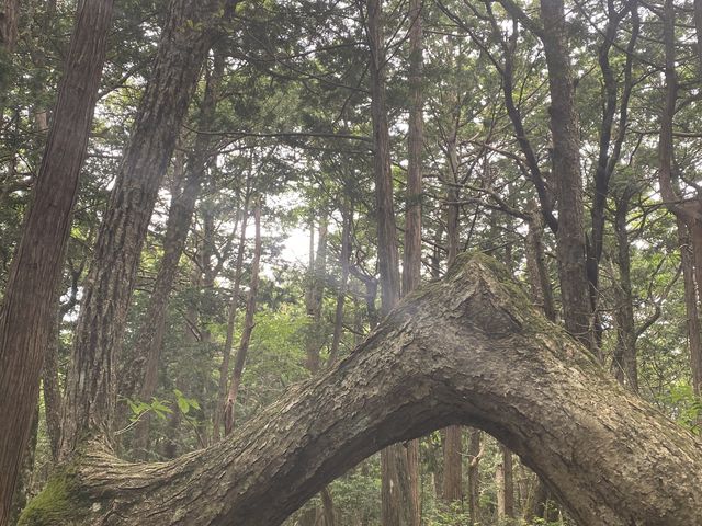 木が折れても生き続ける大自然の力に感動です!_【富士山自然遊び】スパイシージャム