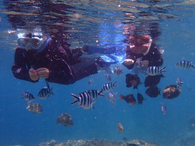 初日の魚のエサやり。たくさん集まってきたー!_ダイビングショップ SeaFree