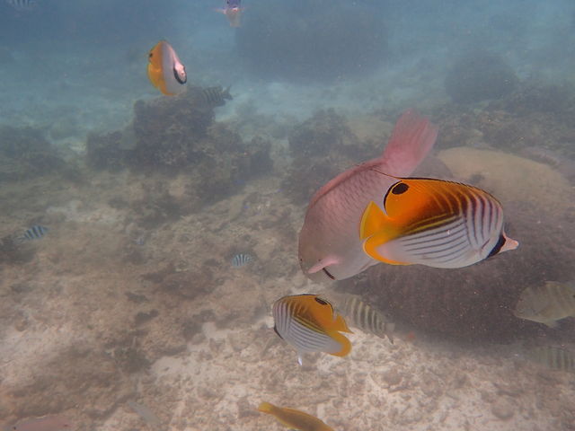 熱帯魚がたくさん観れた!!!_ダイビングショップ SeaFree