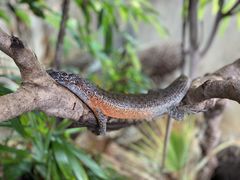 体感型動物園 iZooの写真2