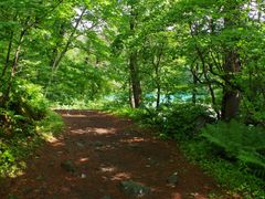 まりもさんの五色沼自然探勝路への投稿写真1
