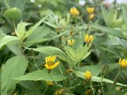 hijikigokeさんの苗場山・祓川登山口/元橋登山口の投稿写真2