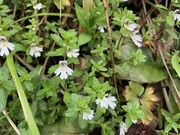hijikigokeさんの苗場山・祓川登山口/元橋登山口の投稿写真3