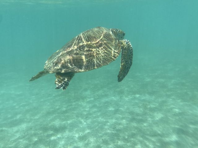 海亀いました_新城海岸