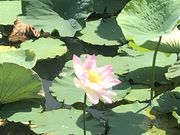 トムトムさんの明見湖(蓮池)の投稿写真2