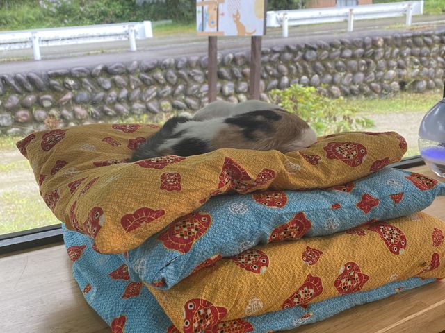 座布団独り占めの子猫ちゃん_にゃんliving