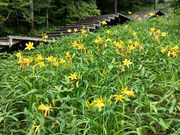 きよみさんの霧降高原キスゲ平園地天空回廊の投稿写真2