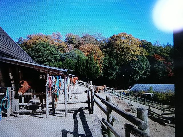 のどかな放牧地_にんにんホーススクール
