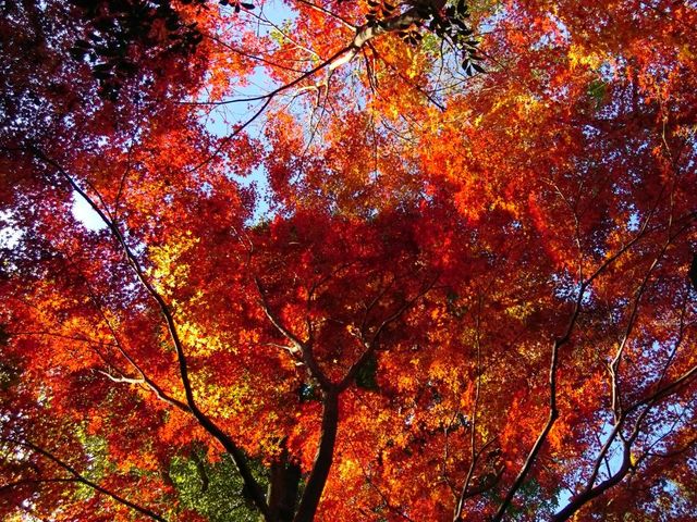太陽の光りを浴びて輝くモミジ_目白の森